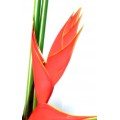 Heliconia - Cameroon (L)